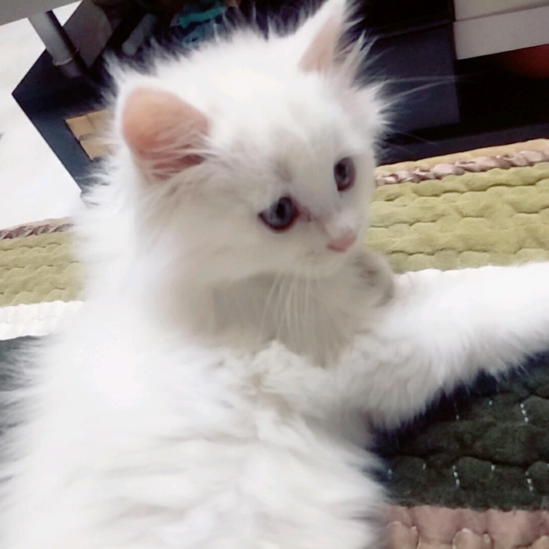 诶？我猫呢