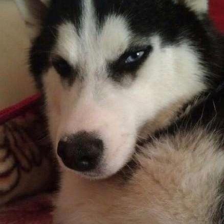 🀄️陈大胆🇨🇳