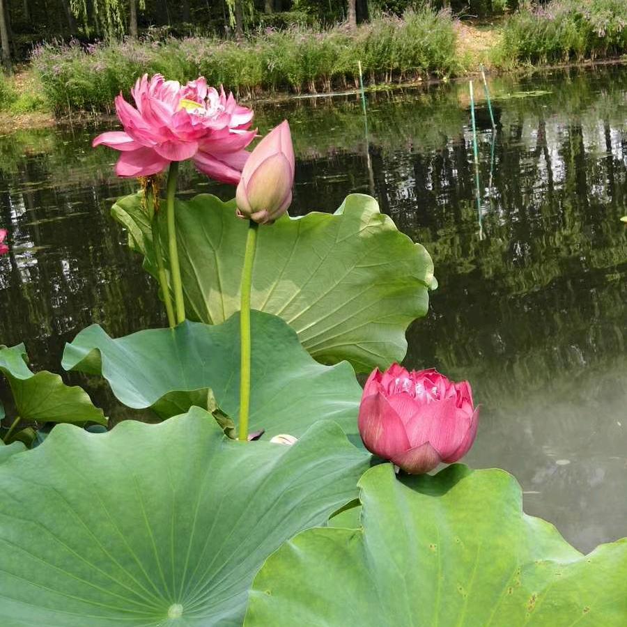 三宝奶奶
