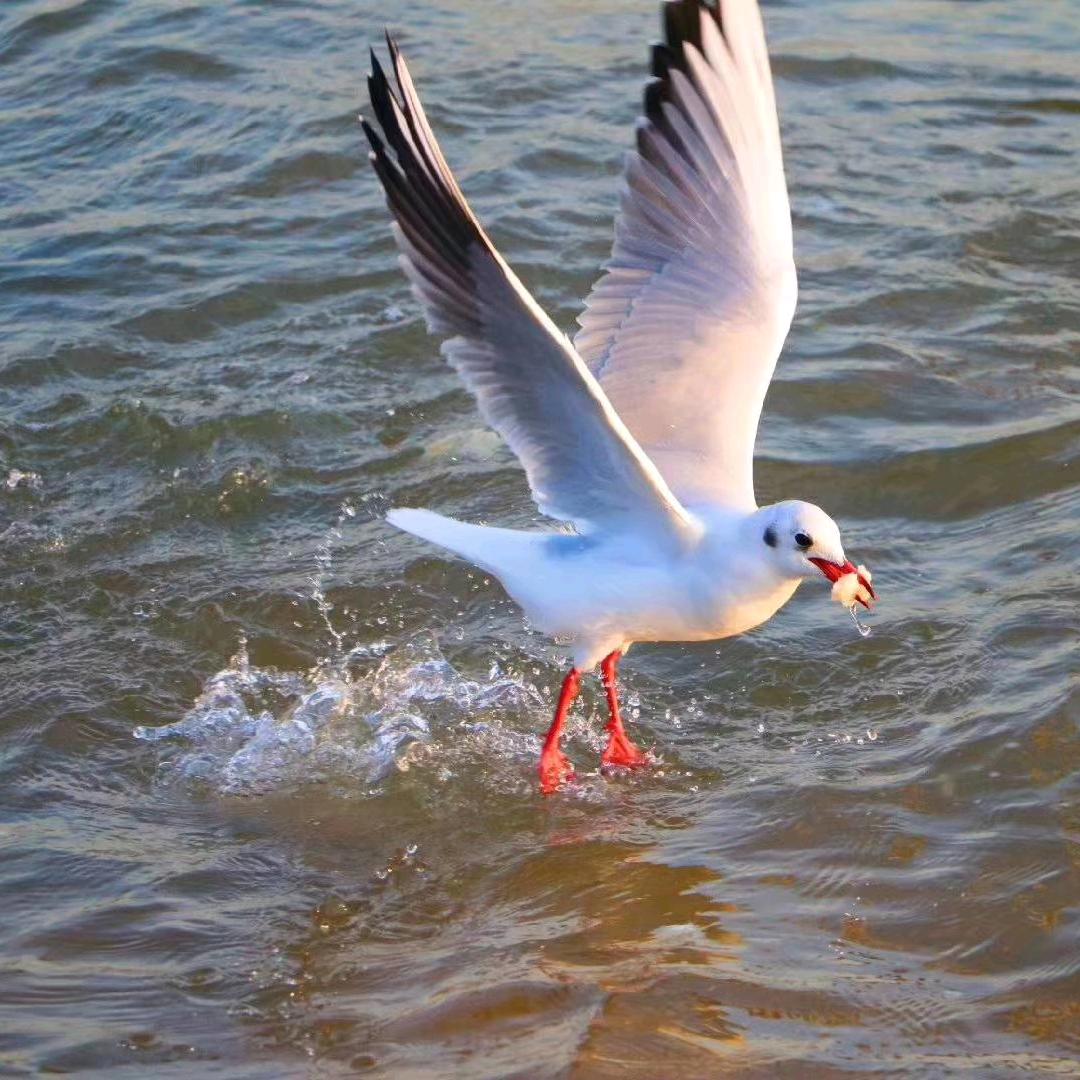 北戴河海之恋公寓