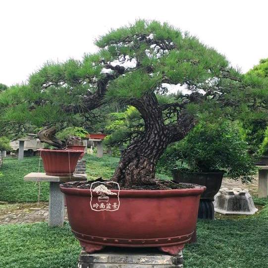 勇闯 天涯