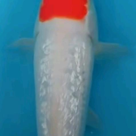 虞姬