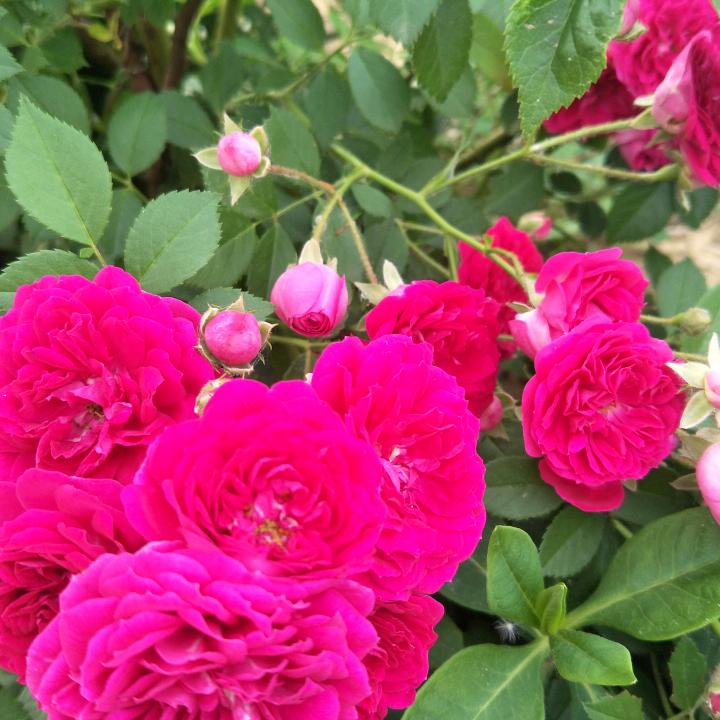 天天快乐好心情🌺🌺🌹🌹🌷🌷