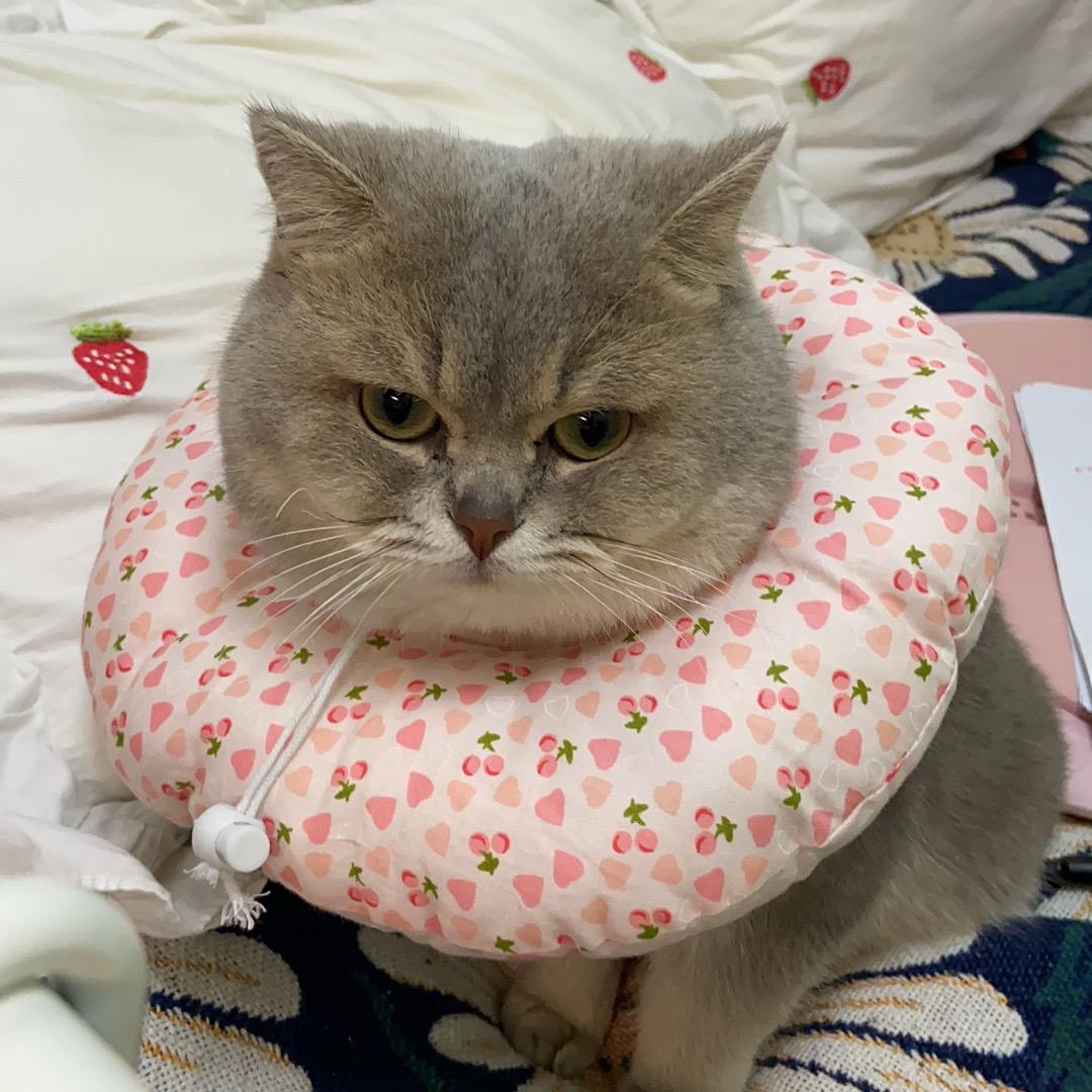 贵贵是只大傻猫