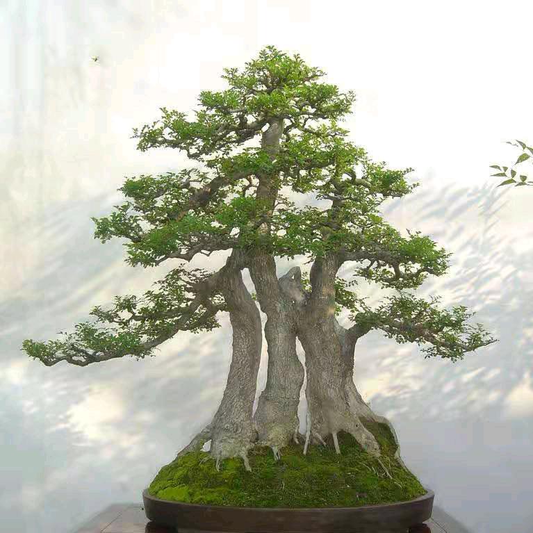 梦想成真