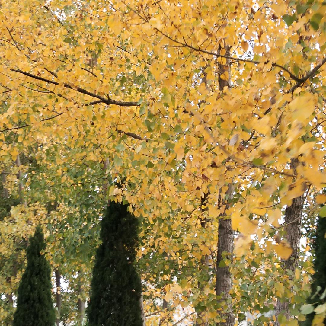 希望你可以很好!