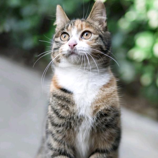 嘿，这货是农民