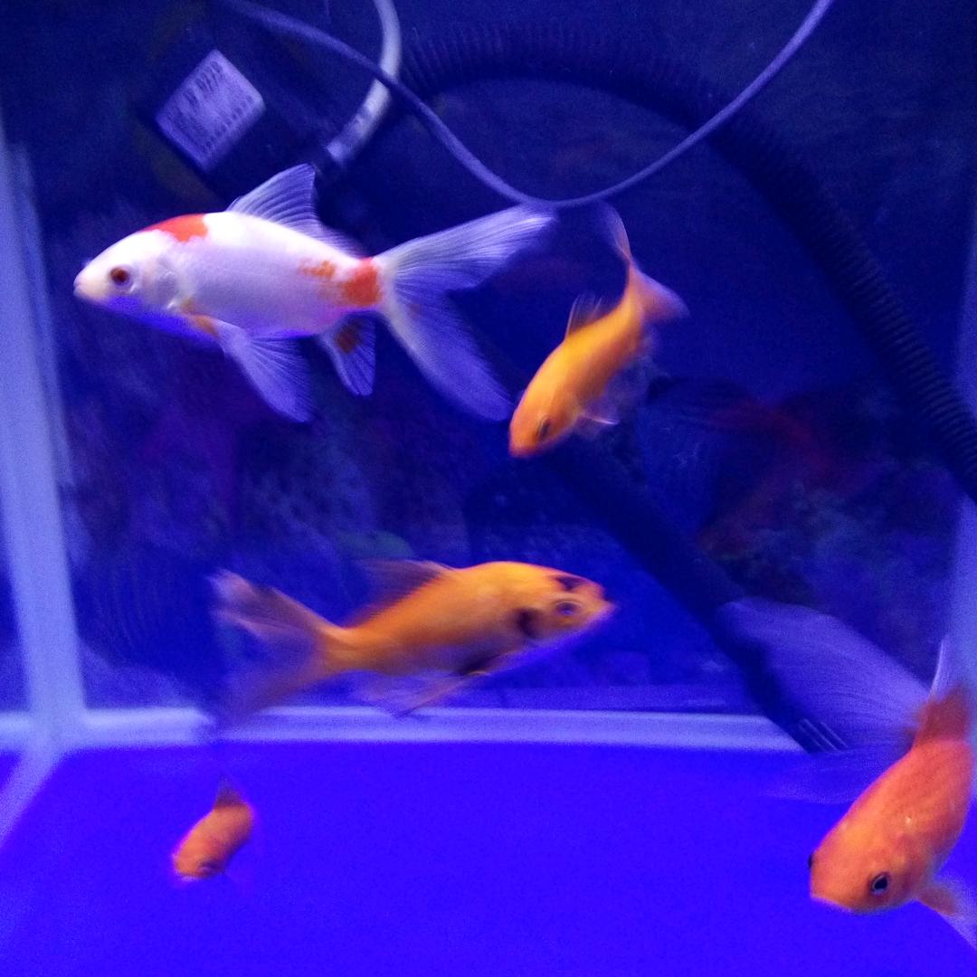 美酒加咖啡