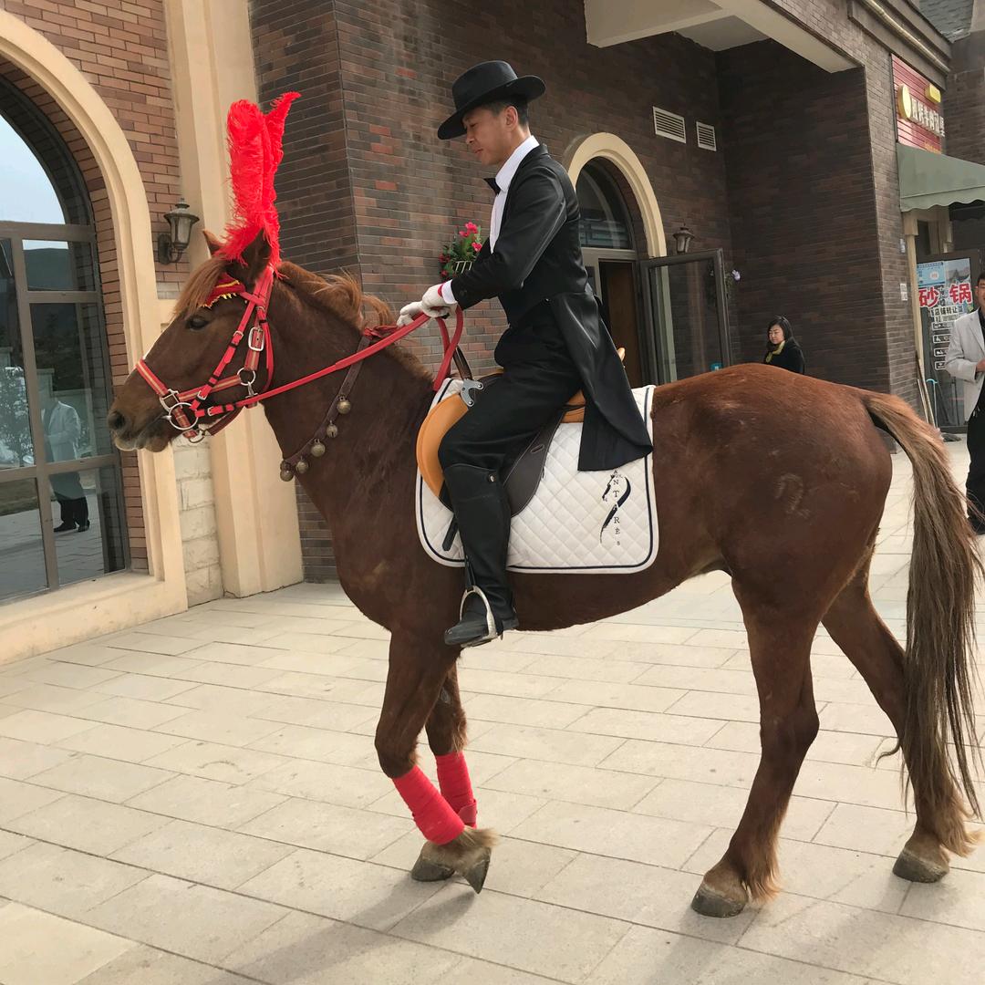 孤狼啸月