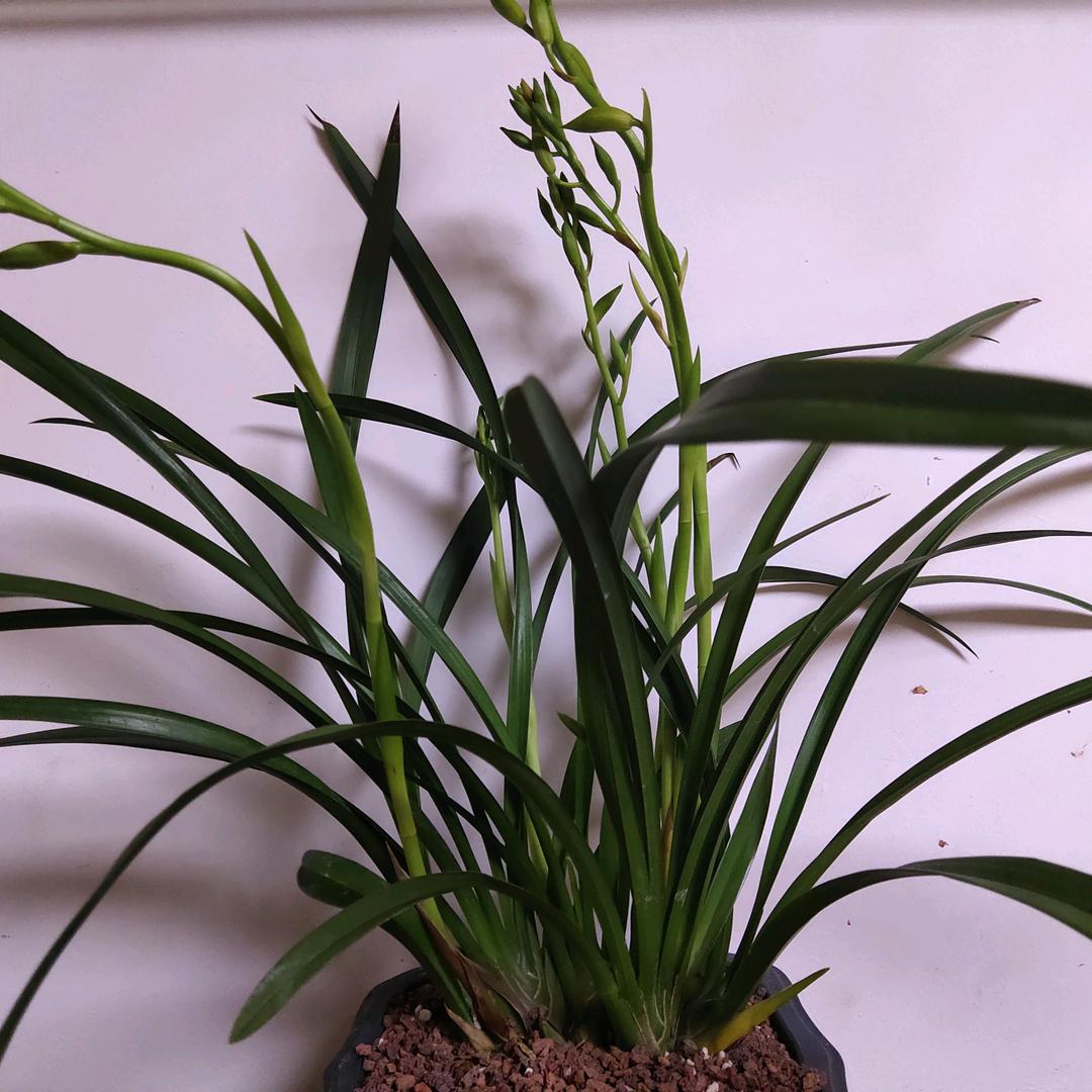 碧芬