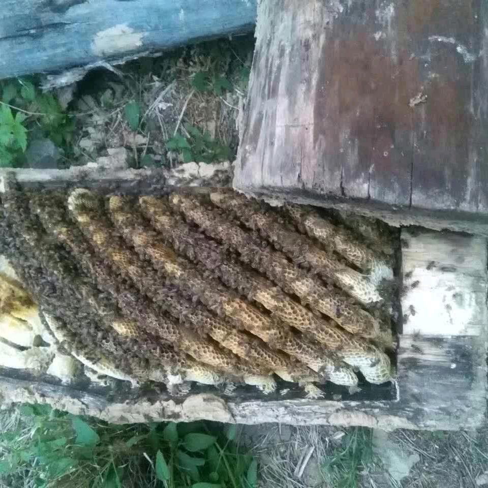 土蜂蜜1