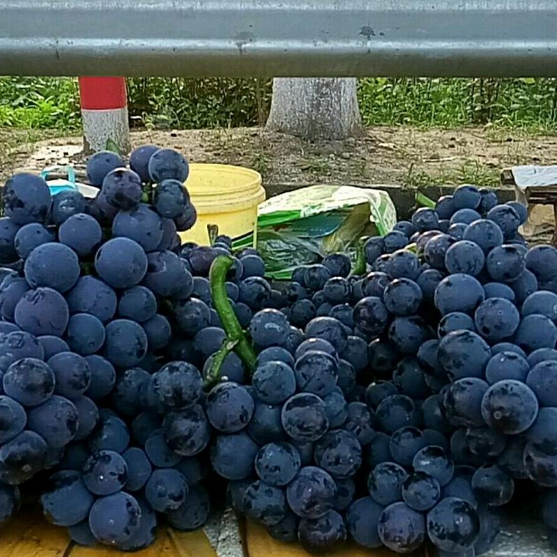 .🌈堂子葡萄园1🌈