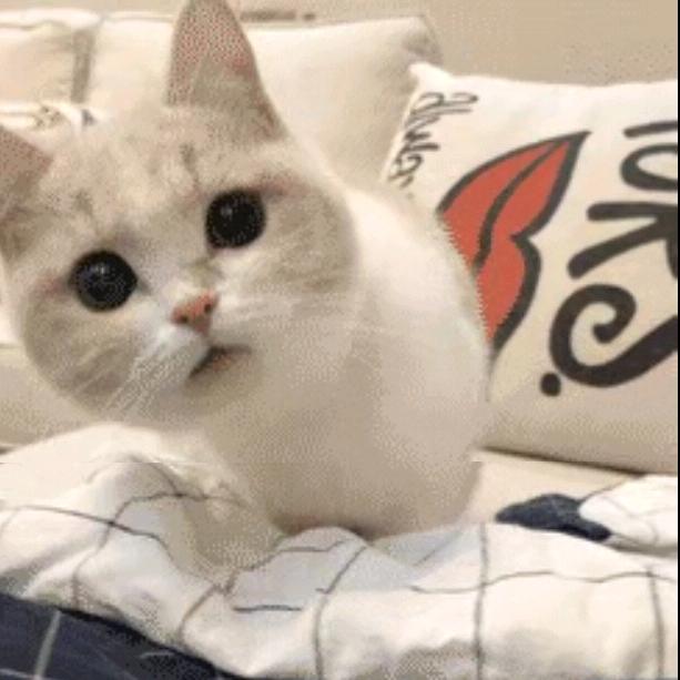 ⁺安静₊⁺
