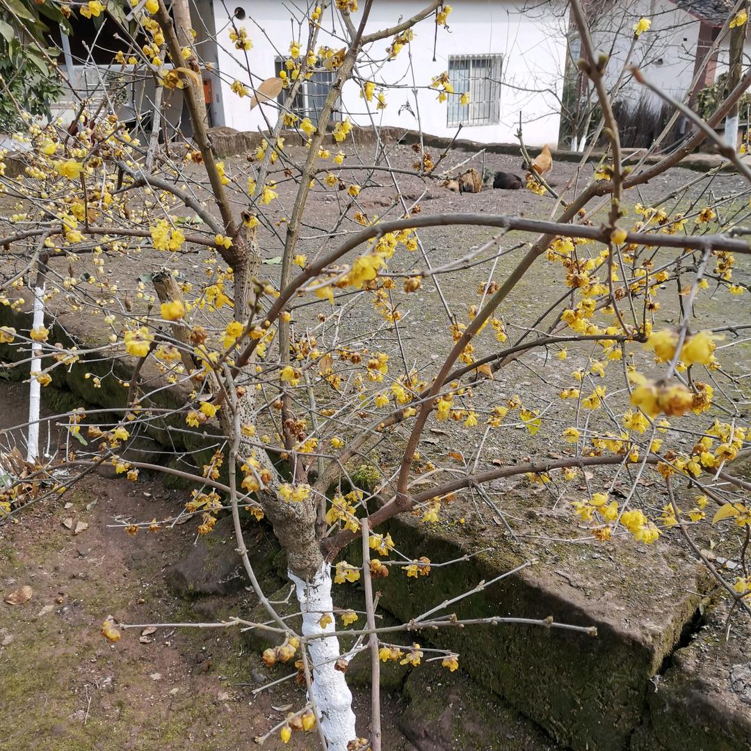 梅