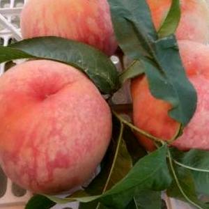 平顶山名优果苗繁育基地