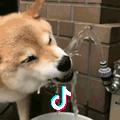 堕落