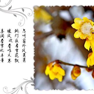Xiner古月