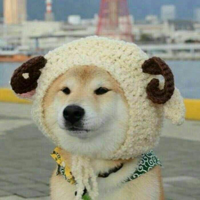 顾小鼠吃不饱