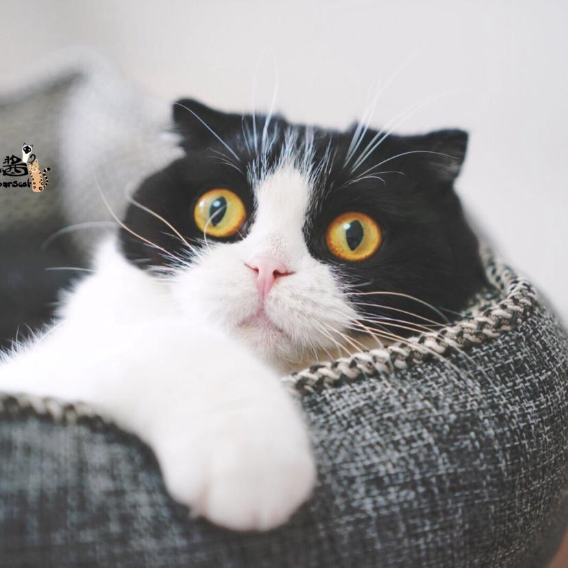 三生有猫