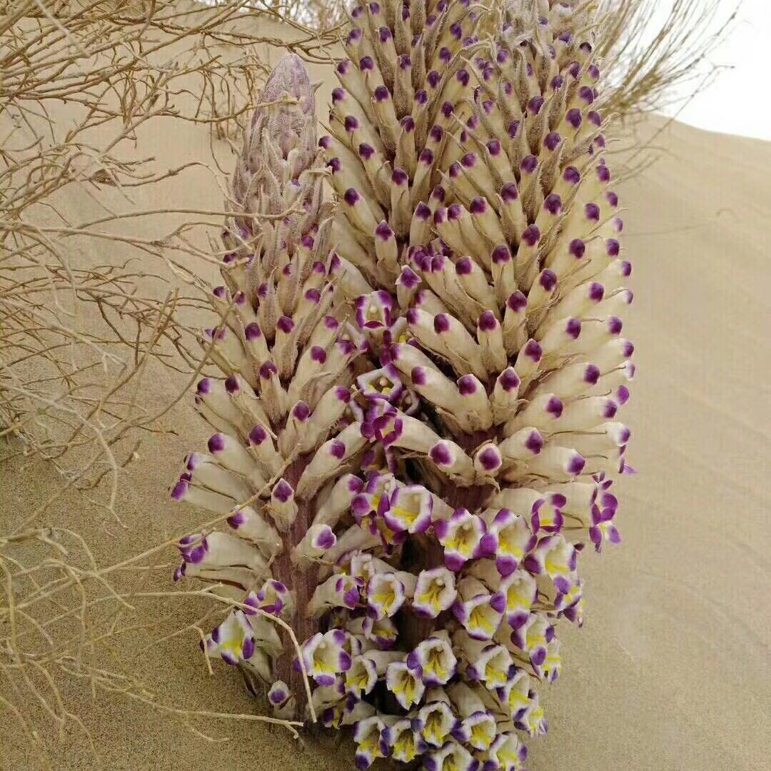 翱翔的雄鹰……