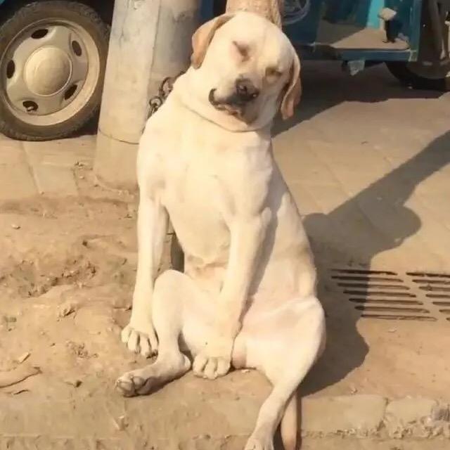 哈哈手机贴膜