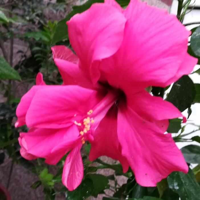 🌷🌷娥🌷🌷