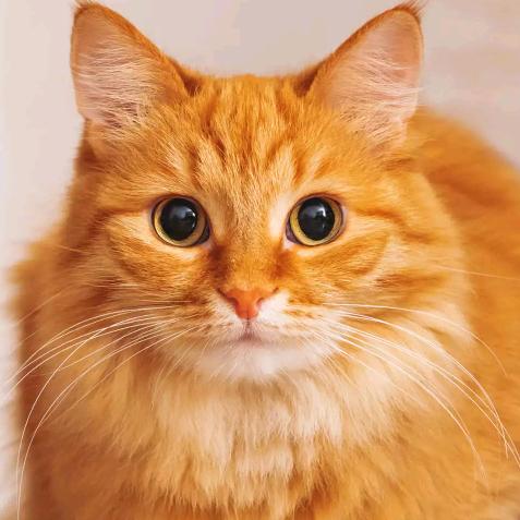 双虎家私皇玛梦丽莎