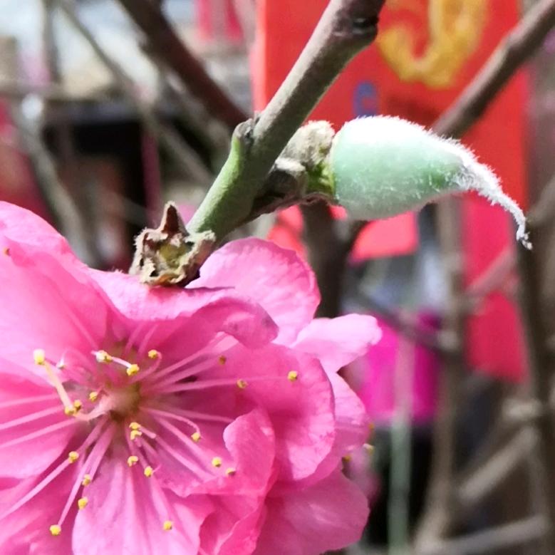 梦想成真