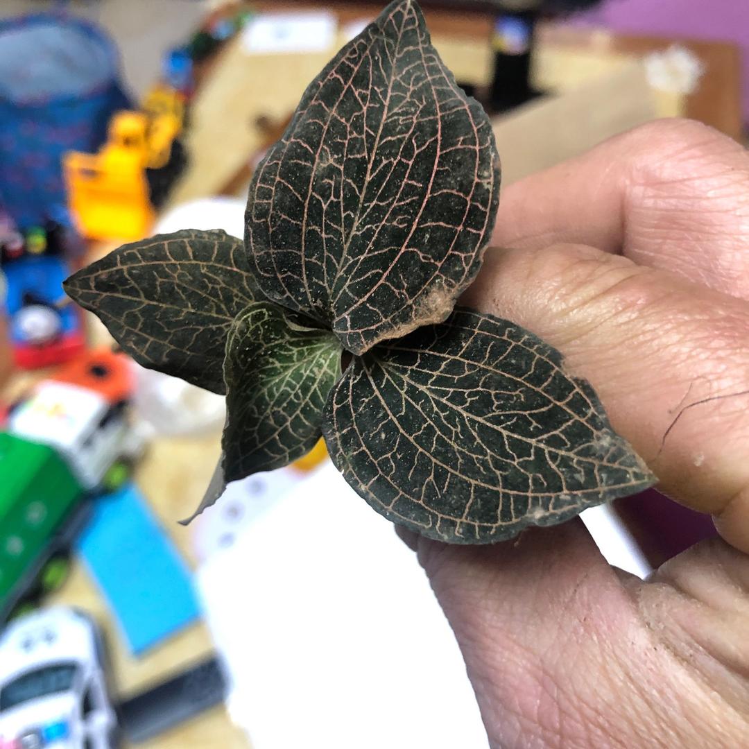 花和尚醉相思