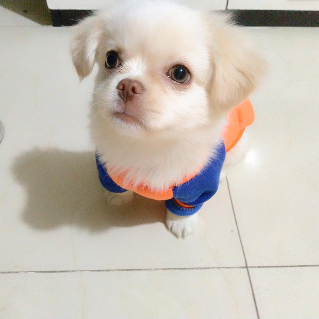 桃谷仙人下凡尘