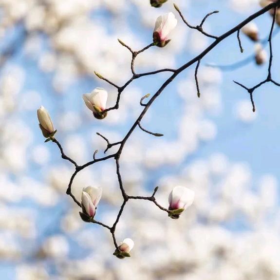 蓝莓
