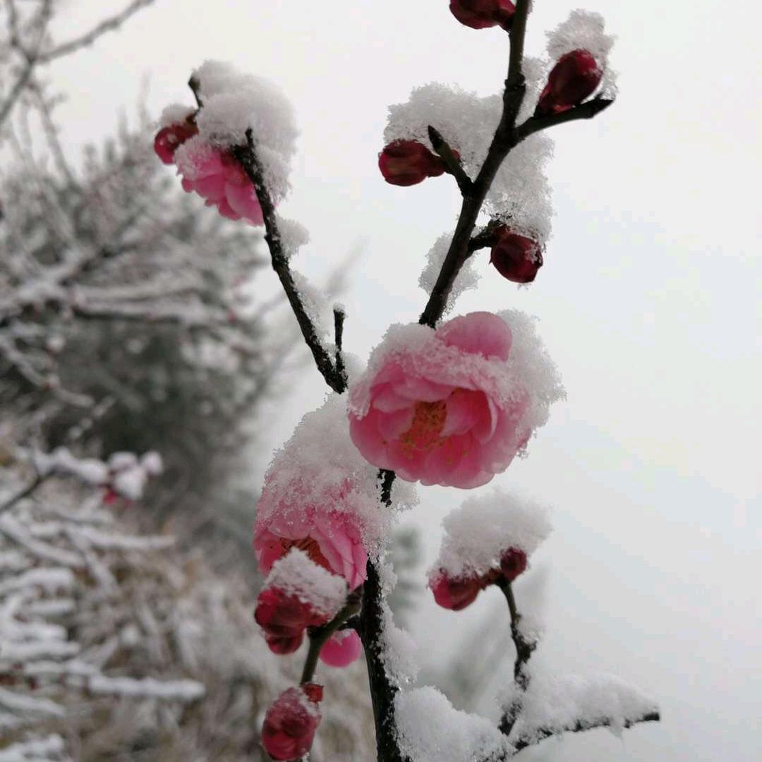 向日葵🌻向日葵🌻