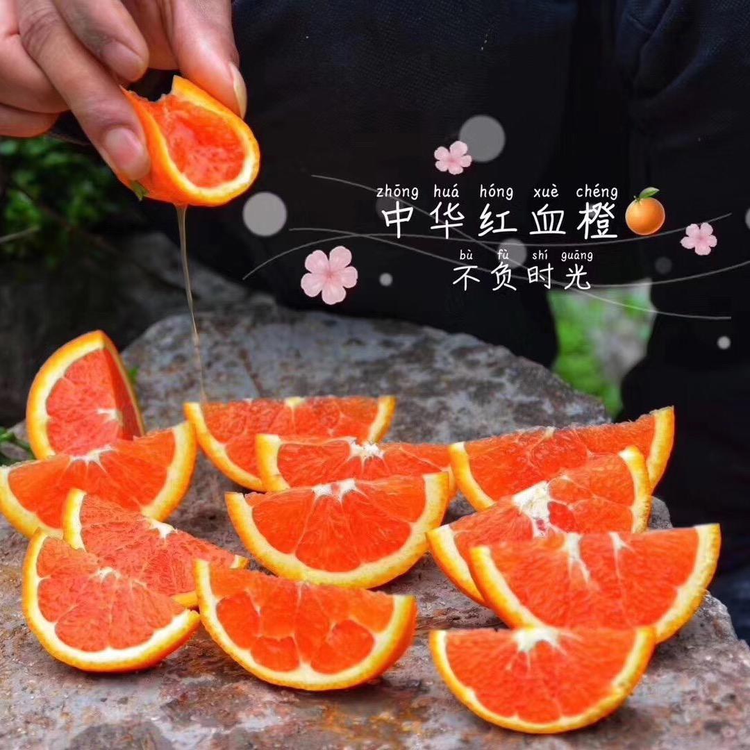 橙子达人