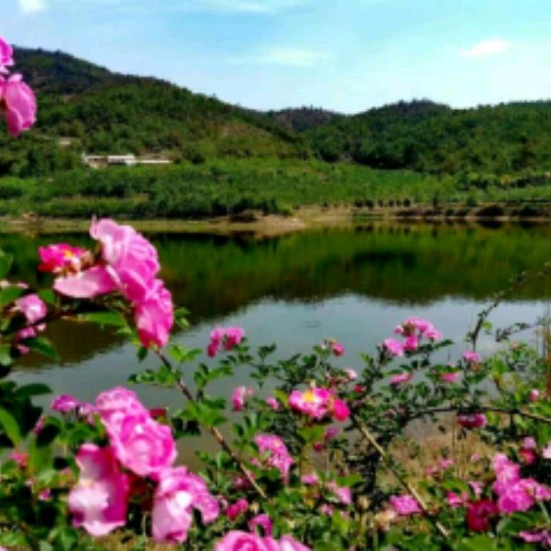 森林庄园王家小院