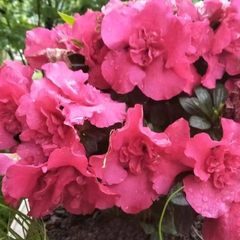 🌺珍惜缘分🌺