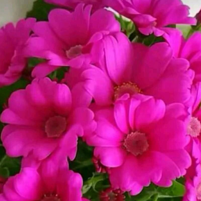 芝麻包