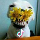 大菊花