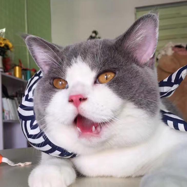 👄猪猫胖子@抖音