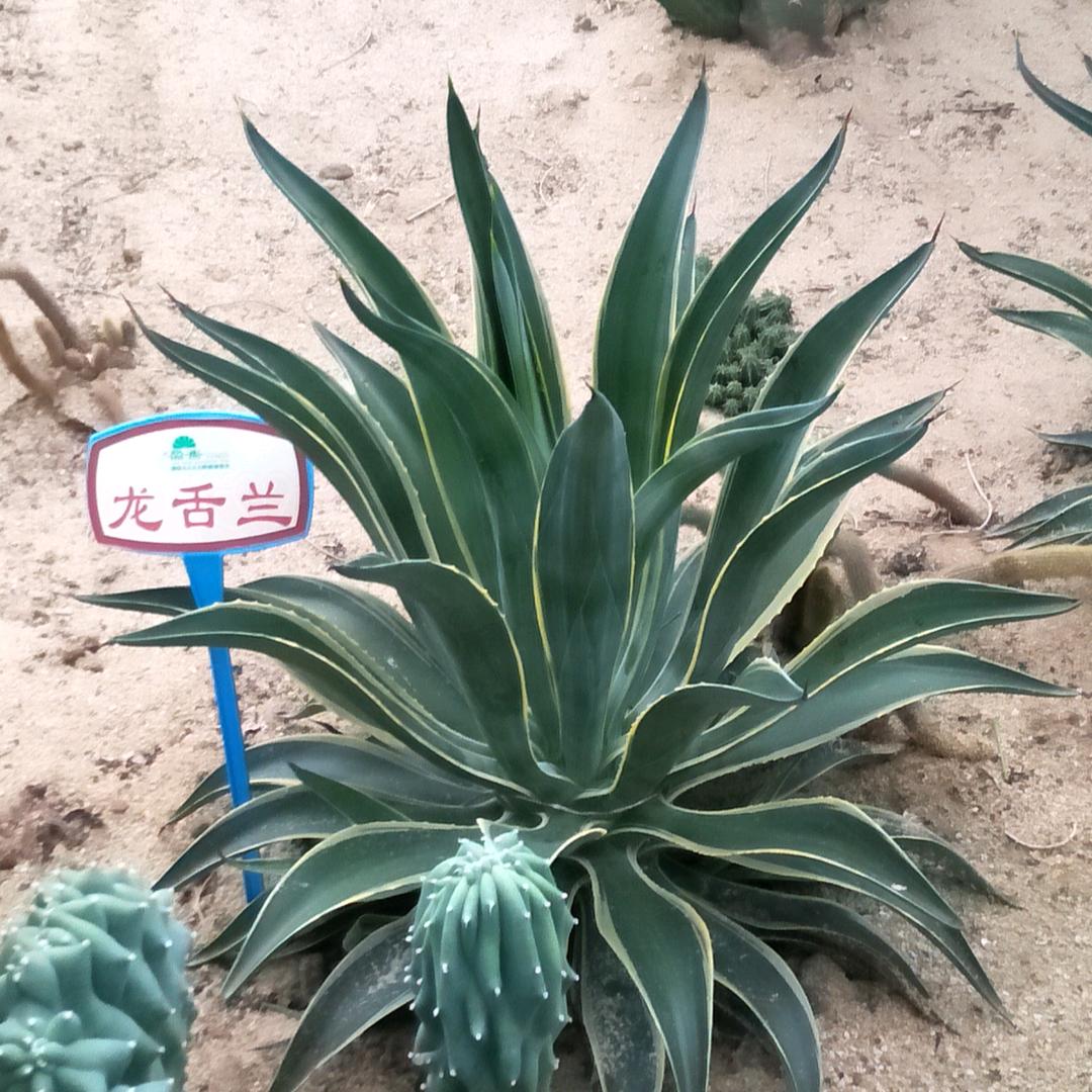 🍒天天🍒开心🍒