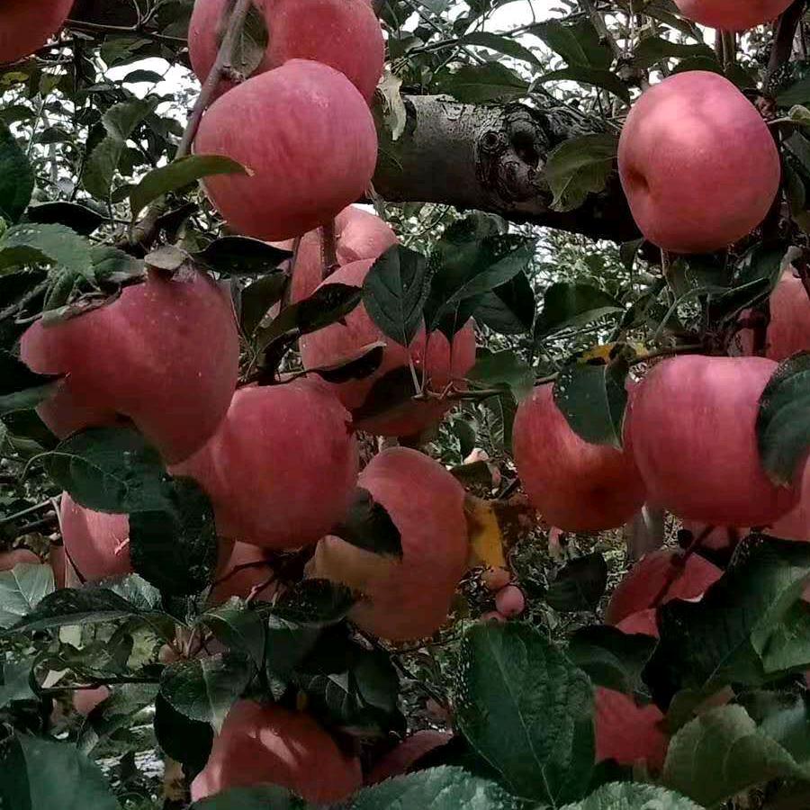 阳光明月