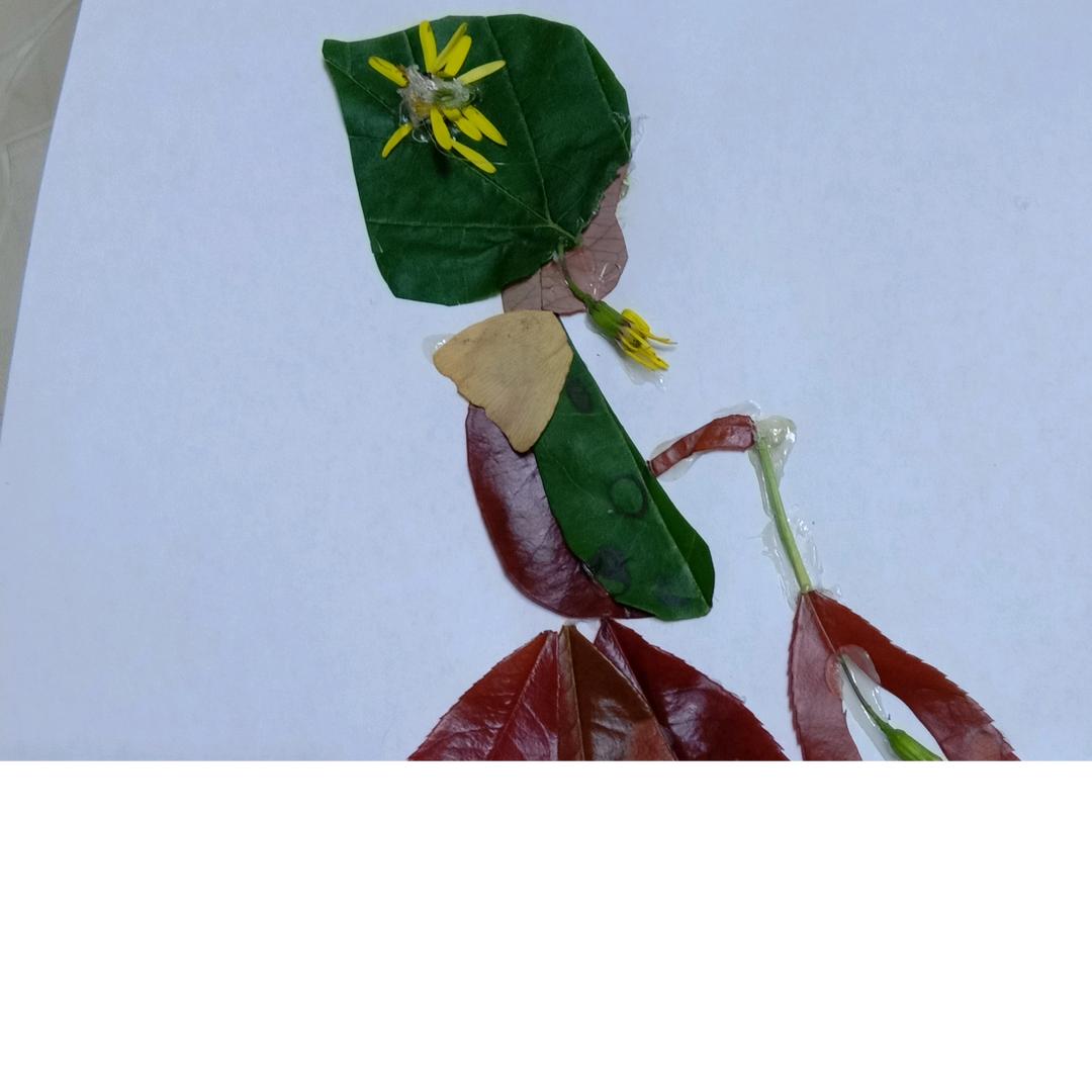 豆丁