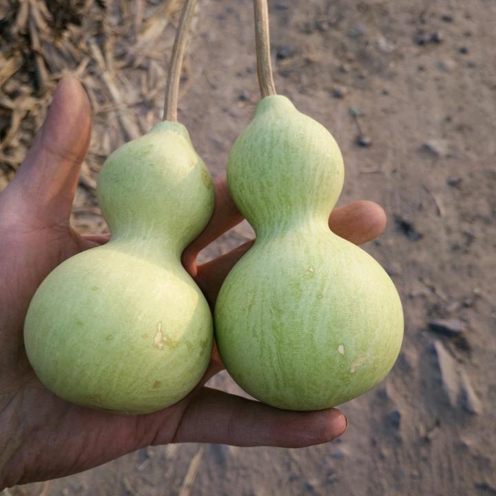 “༺༃儒༒痞༃༻”