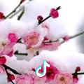 傲雪寒梅