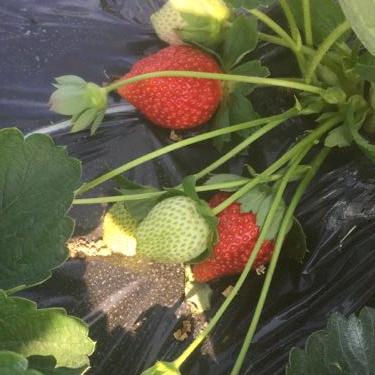 逆风翻盘（龙祥岛奶油🍓🍓采摘