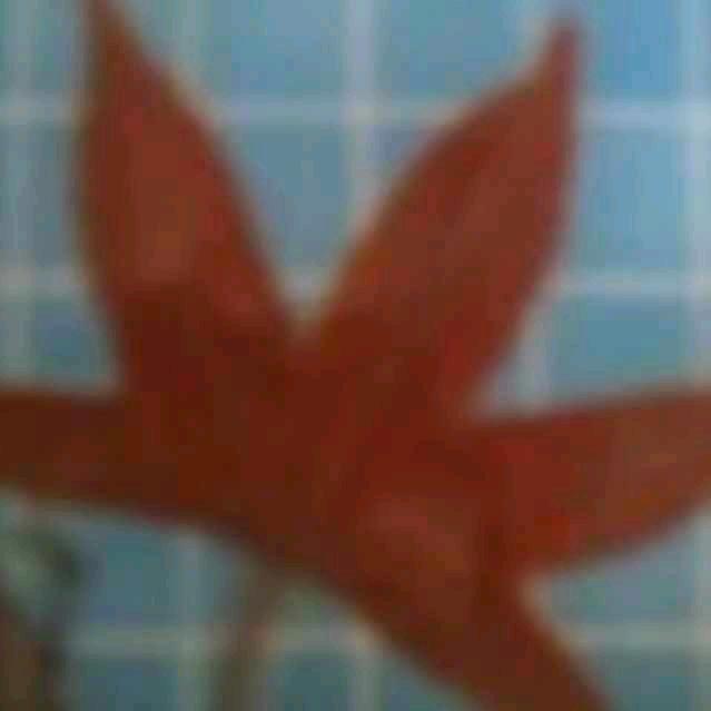 树林夏朵