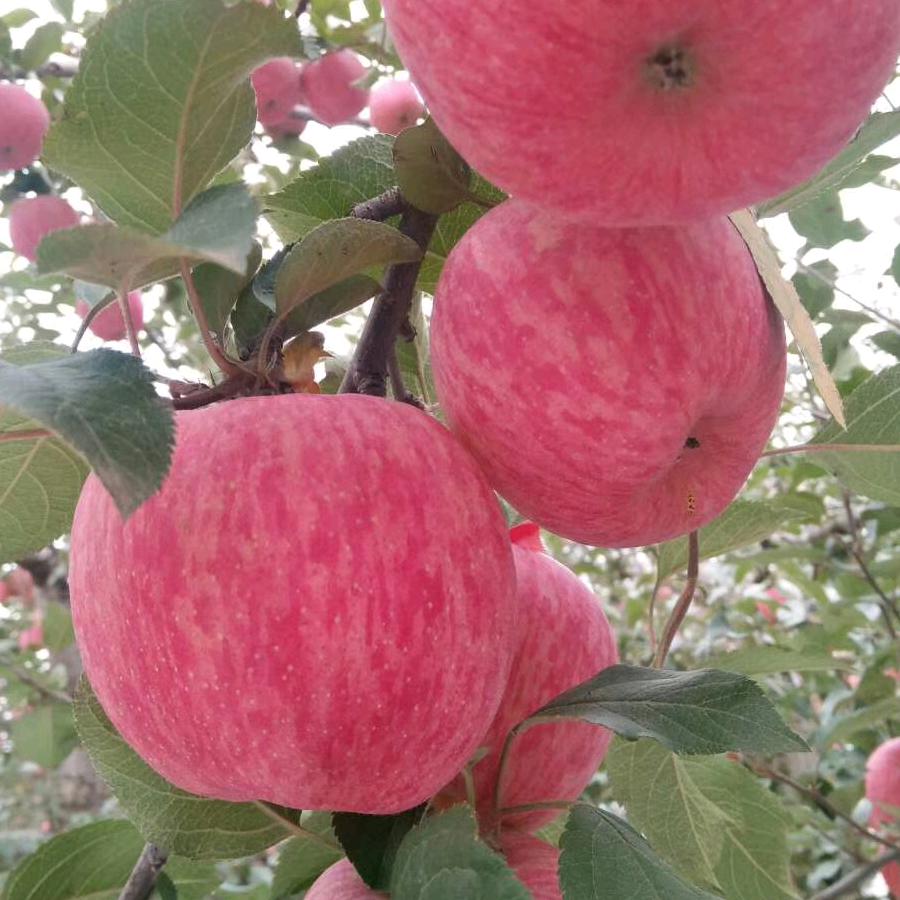 宜川苹果代收\代发-杜楠