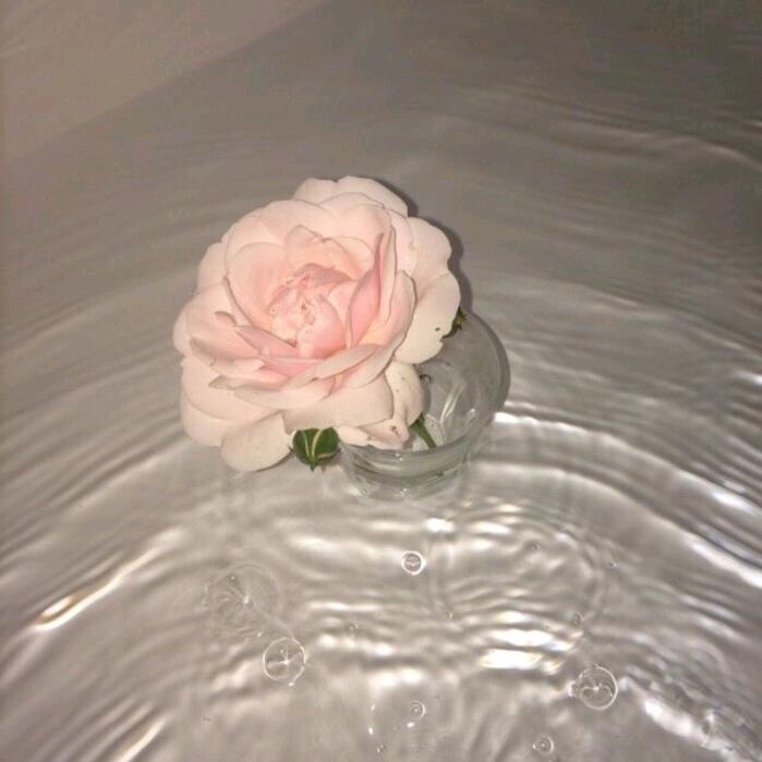 素梵🌙