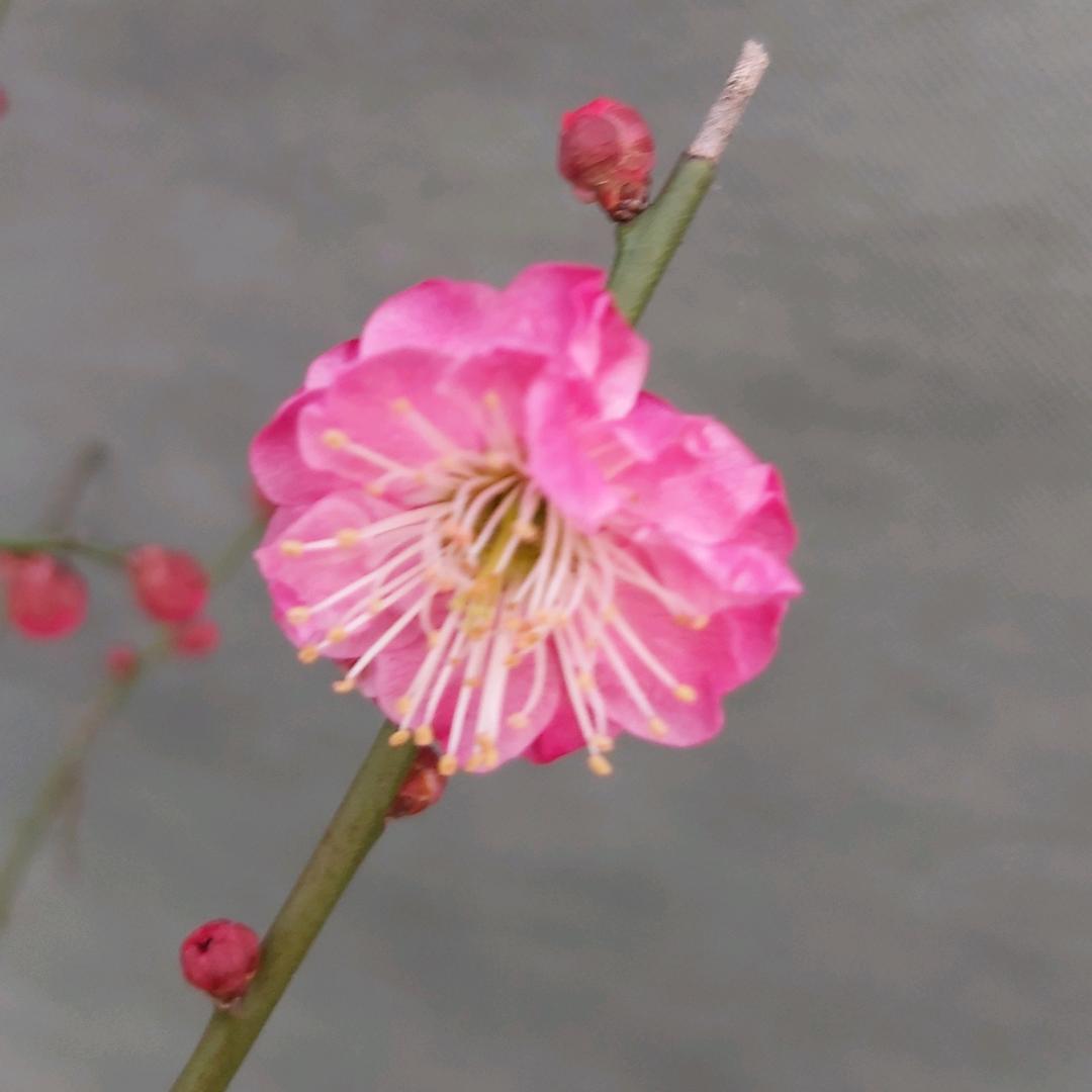泽源花卉cab