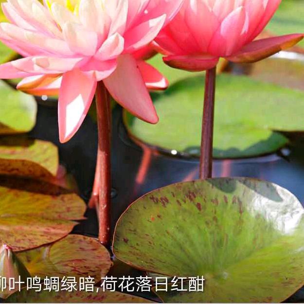 跳舞的👫