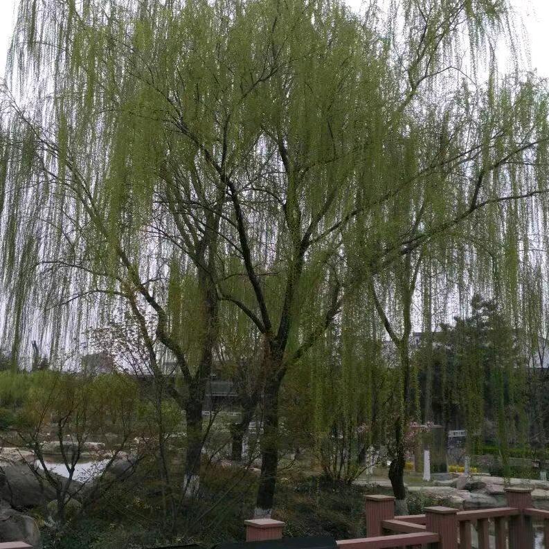 晴空万李🌺用户26556093601缘